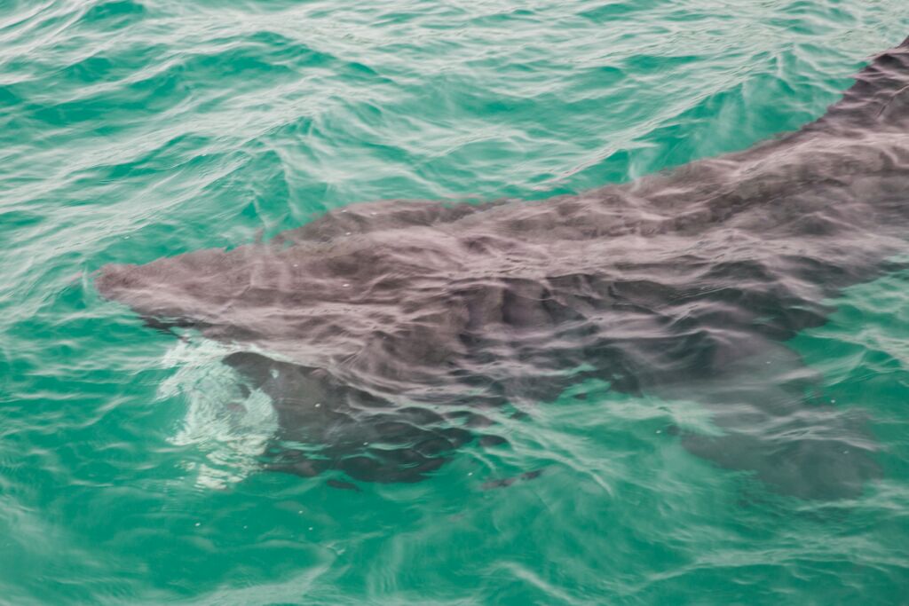 thegrumpytoad's tweet image. @Mooresey1964 @Cooombsy @Chrisdowling74 @Frooper11 @TomDaGreek @thomasrs1981 #rocketfish