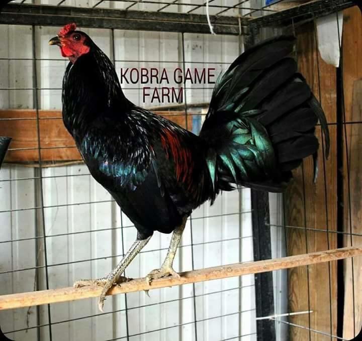 GallosMichoacan's tweet photo. http://t.co/yYuNUVckte