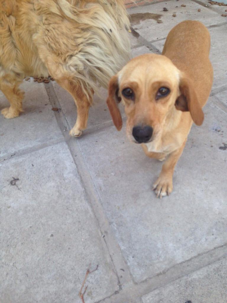 alecitha80's tweet photo. Se busca Casita para linda perrita preñada.. Muy tierna y regalona @F_GarrasyPatas http://t.co/4ejm9bj9Ns