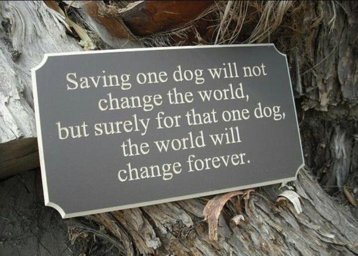 TheDoggieLodge's tweet photo. Looking to adopt a new member of the family?
We currently know of 4 dogs looking for homes #dogs #wicklow #adopt http://t.co/TaROzi6lec