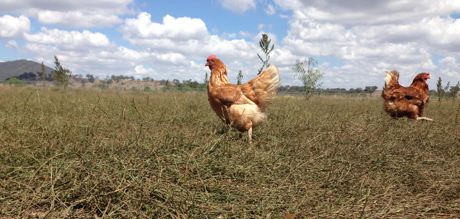 BurdEggs's tweet photo. Happy Friday from our Happy Ladies! #FridayFun #FreeRange #HappyHens http://t.co/isScZuaNvY