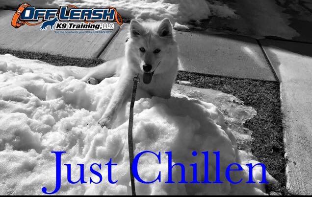 Offleashk9nola's tweet photo. Coming in 2016 #anysize #anybreed #nolaofftheleash #k9trainers ##k9ol http://t.co/ymUnYvbFHH