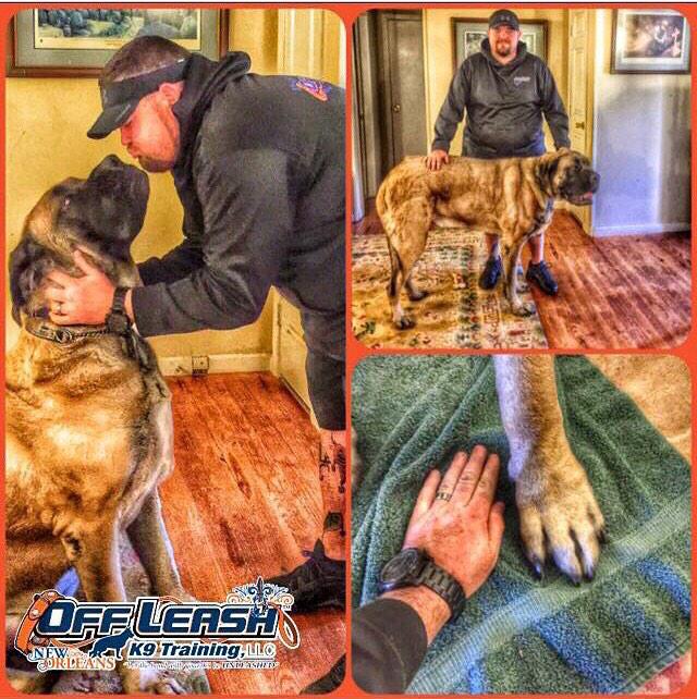 Offleashk9nola's tweet photo. Coming in 2016 #anysize #anybreed #nolaofftheleash #k9trainers ##k9ol http://t.co/ymUnYvbFHH