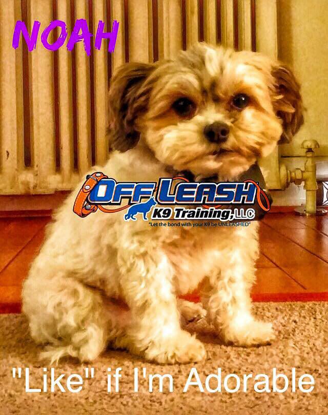 Offleashk9nola's tweet photo. #anysize #anybreed #k9ol #nolaofftheleash #k9trainers http://t.co/Kd8wO056bG