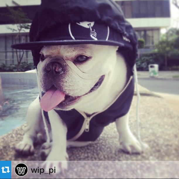 VictoriaCourtVC's tweet photo. Spotted: Rocco in Victoria Court Wip Cap! He seriously got that swag! #VictoriaCourt #WipCap
Repost from @wipcaps http://t.co/MAf62a3TCk