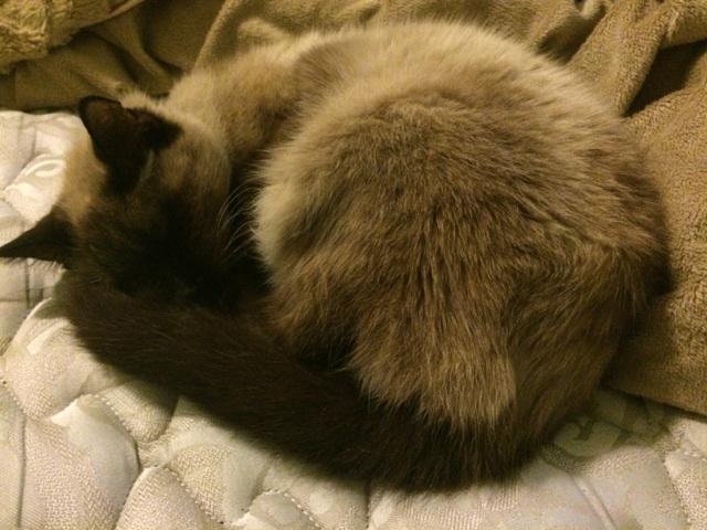 I'm glad her last months were warm and loving she passed knowing I loved her. RIP BROWN
