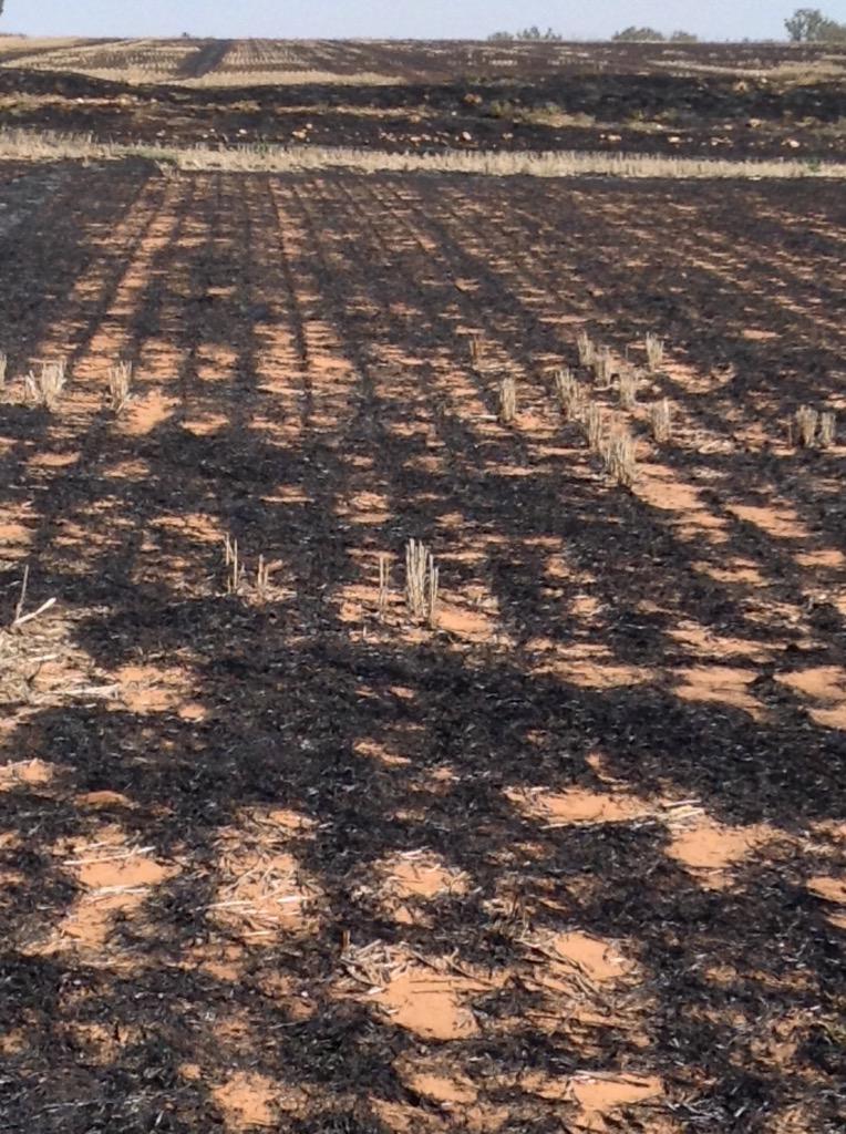 dowlo7's tweet photo. @Pontaragrain bad results in wheat not game to try canola first burn in fives years heaps of ground cover disc system http://t.co/ND7w6tP4at