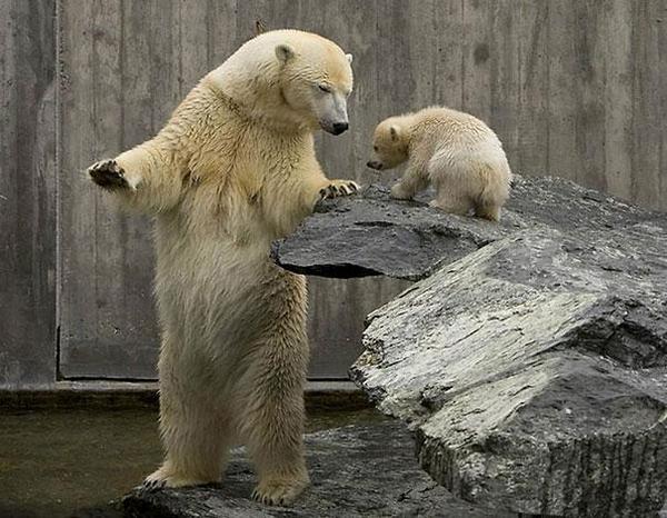 Baby Polar Bear Having An Lesson From Their Dad Baby Animals Baby