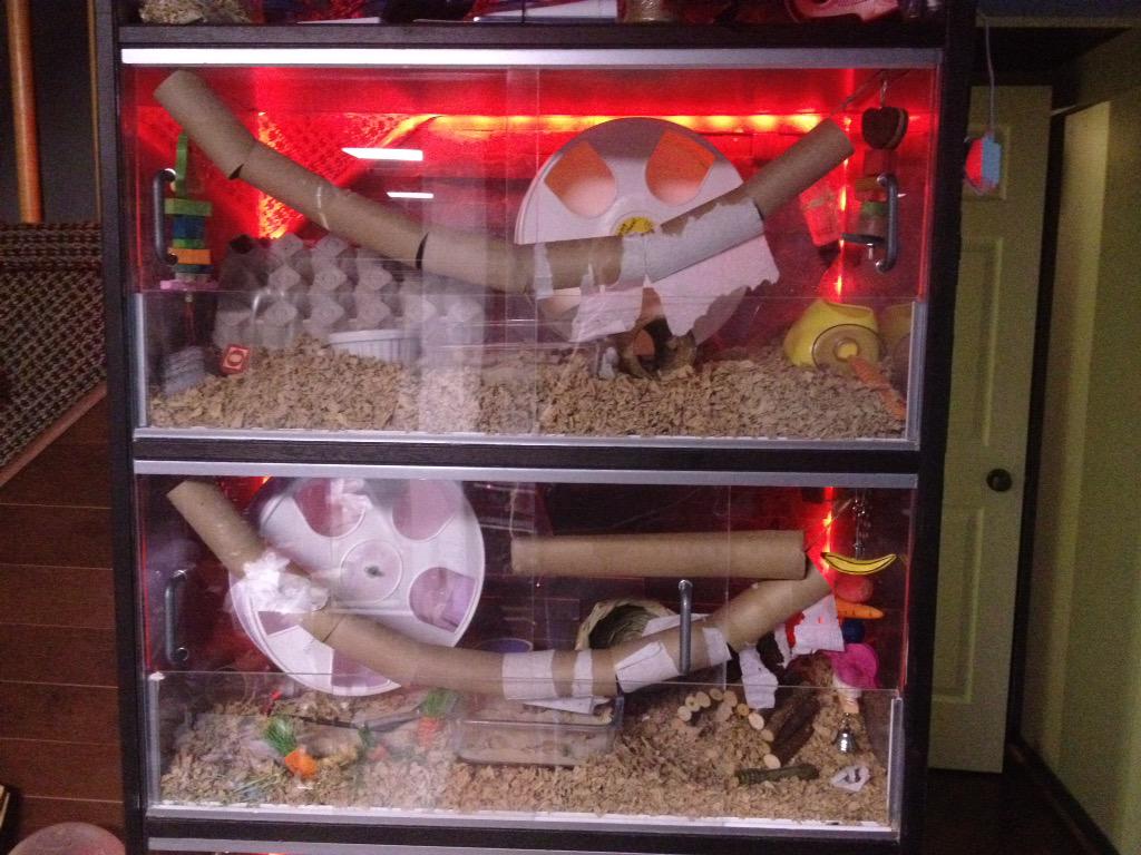 Hamster_Guide's tweet image. Made some cheap and fun toys for hamster stimulation, just sisal string holding up some toilet roll tubes. #hamster