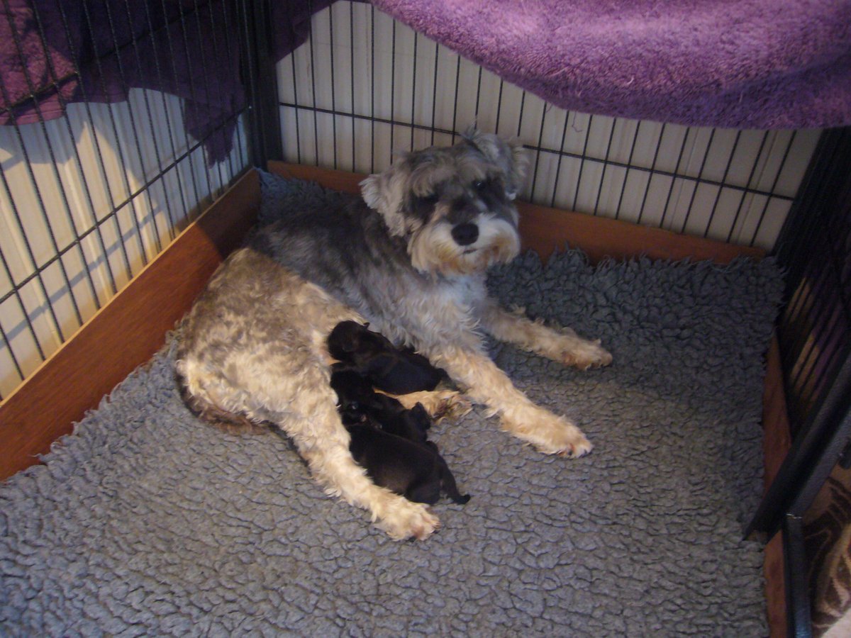 NotAPuppyFarm's tweet photo. Sweet pea and her puppies 24hr old 4 girl.All are now sold,subject viewing. http://t.co/VJ0M17MJYK