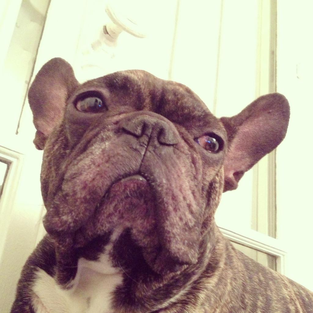TheSwaggManTV's tweet photo. MDR REGARDE SERIEUX LA TÊTE QUI ME TIR QUAND IL C QUE JE PEU PAS LEMENEYY AVEC MOI JE TAIME PUTIN ❤️❤️❤️❤️❤️ http://t.co/cSoPzxk2Jb