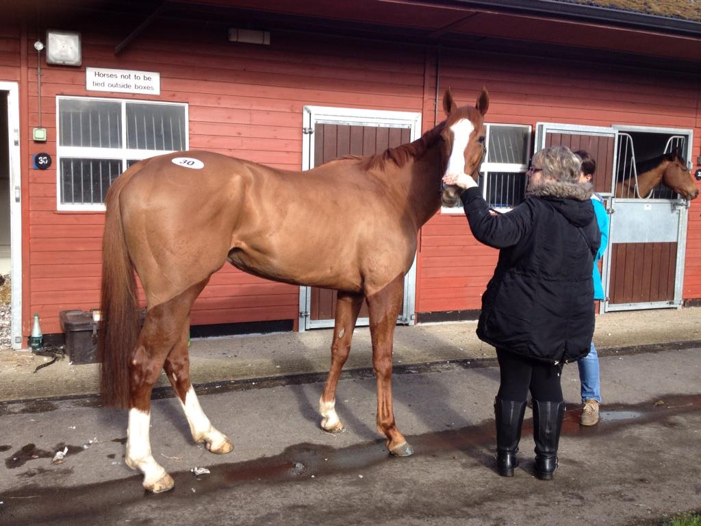Paul Dewey I.S.M. Racehorse Pedigree Analyst (@pdbloodstock) on Twitter photo <a href="/rpbloodstock/">Racing Post Bloodstock</a> congrats <a href="/dansteeleracing/">Daniel Steele</a> purchase Well Painted @BWAscotSales £800! #bargain #futurewinner <a href="/rpbloodstock/">Racing Post Bloodstock</a> congrats <a href="/dansteeleracing/">Daniel Steele</a> purchase Well Painted @BWAscotSales £800! #bargain #futurewinner