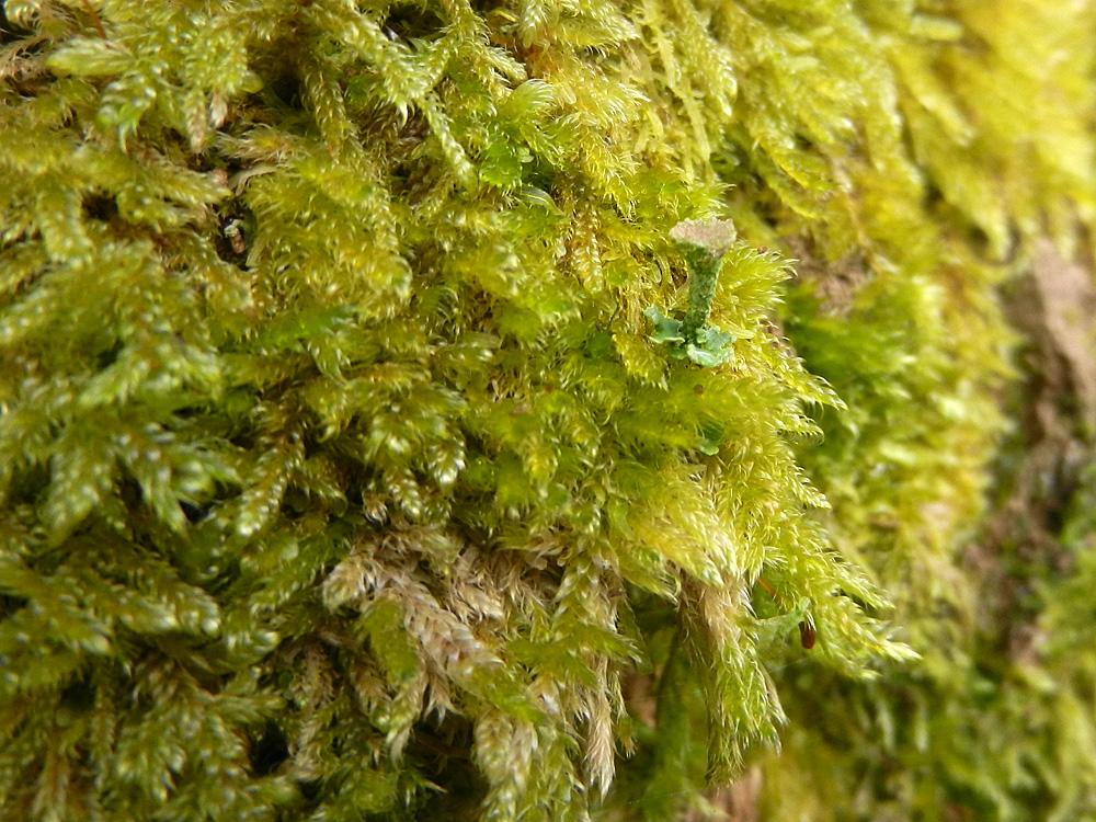 mossworld's tweet photo. Notice that precious tiny Cladonia lichen princess growing on all the moss #Hypnum @whitmuir @Haggewoods http://t.co/uIcYh5vCNW