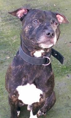 UKRescueDogs's tweet photo. Sam is a 2 year old male staffie, he is a lovely boy, adopt him at @Foal_Farm in #Kent - http://t.co/3iXxBg73u6 http://t.co/BoWJnHjNEq
