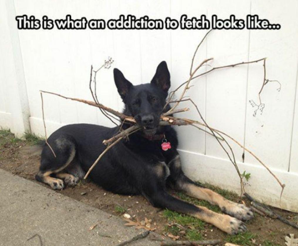 My name is Bruce and I'm a fetchaholic!!!