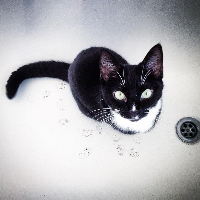 NicSquirrell's tweet photo. "Who, me?" #muddypaws #cleanbath #catsofinstagram #blog http://t.co/65PwHFLxeP