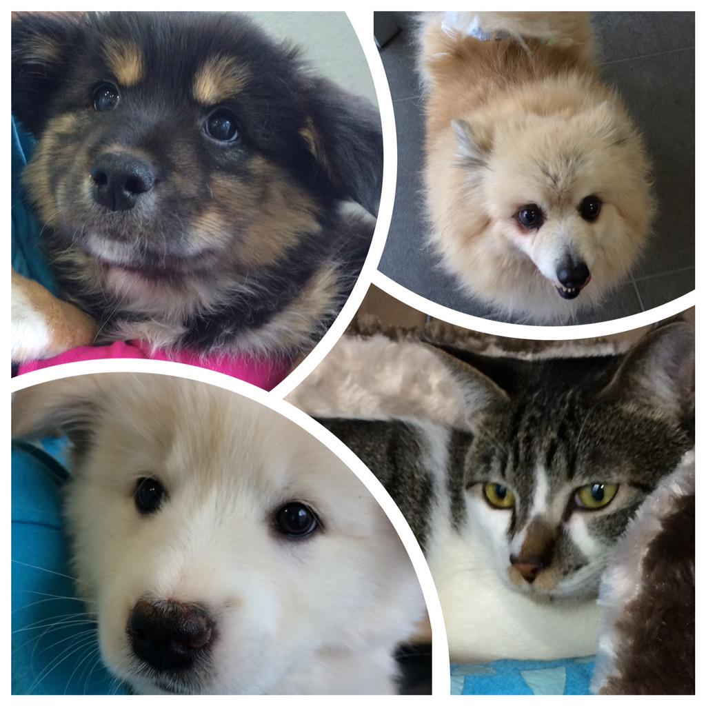 manomano_p's tweet image. 本日は昨日に続き、マーノ会場でご協力いただいた動物愛護募金の半分¥79,480を高崎の群馬わんにゃんネットワーク(高崎市動物愛護センター/高崎市乗附町2747番地）へお届けに行ってきました。 #マーノ