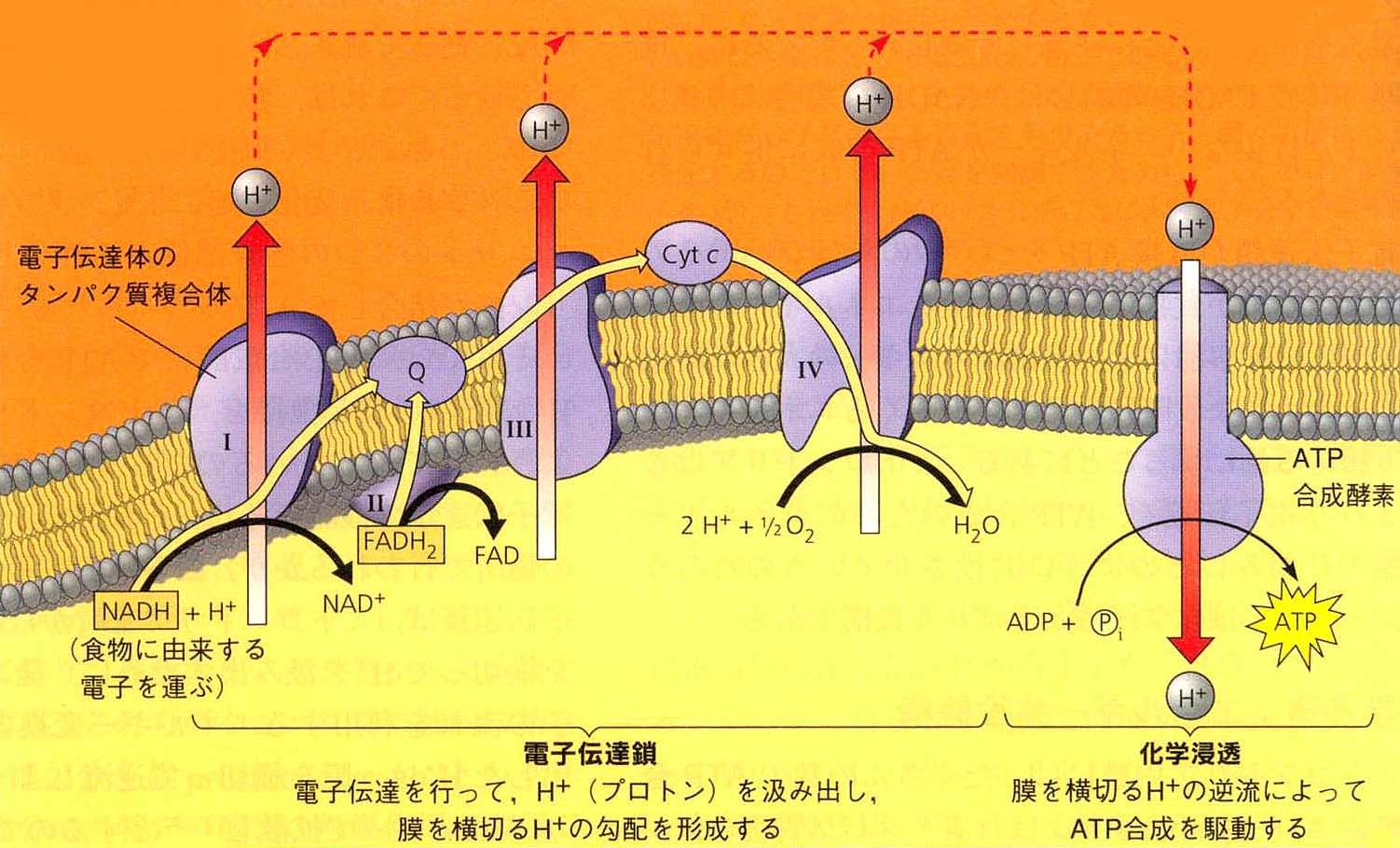 サントップ ゼロからはじめる天体/植物/人体・化学/物理/電流 完全攻略 すべて書き込みなし 状態良品 DVD18枚付 085M0D Z/X 絶界の聖戦