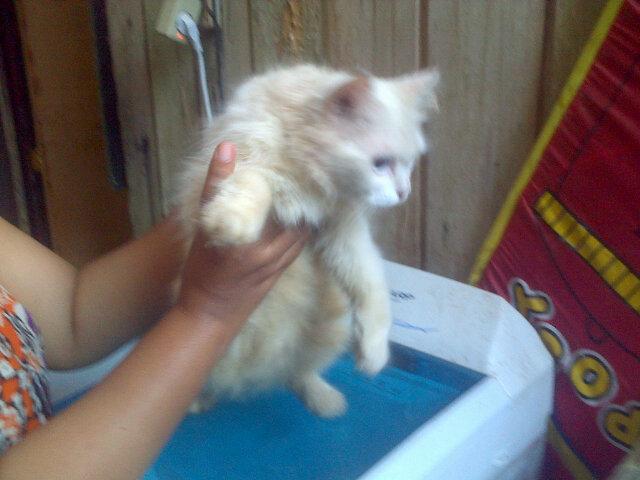asmawati75's tweet photo. Persia lagi hamil murah bingits 3 jt aja http://t.co/Pdf01plz5F