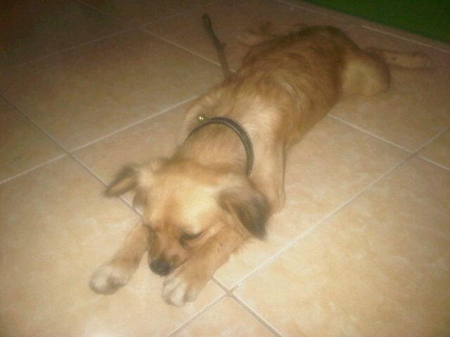 <a href="/InfoGukGuk/">InfoGukguk</a> min bantu RT siapa tahu ada yg merasa kehilangan Anjing, di daerah cibubur, Jakarta Timur.