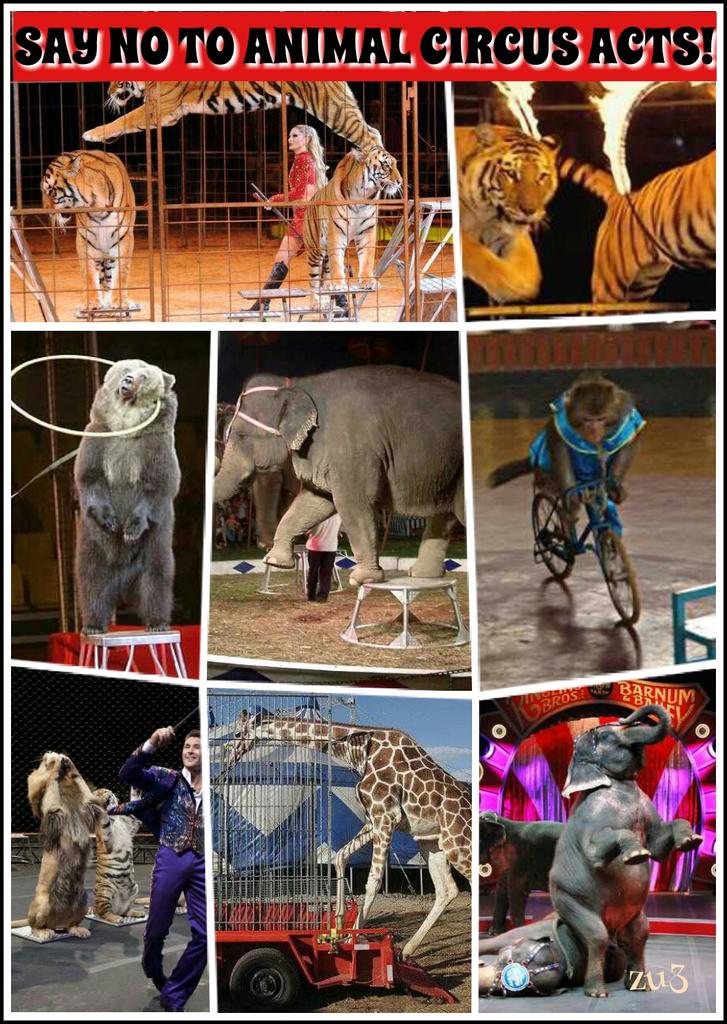 STOP ANIMAL CRUELTY! on Twitter: STOP ANIMAL CRUELTY! on Twitter: