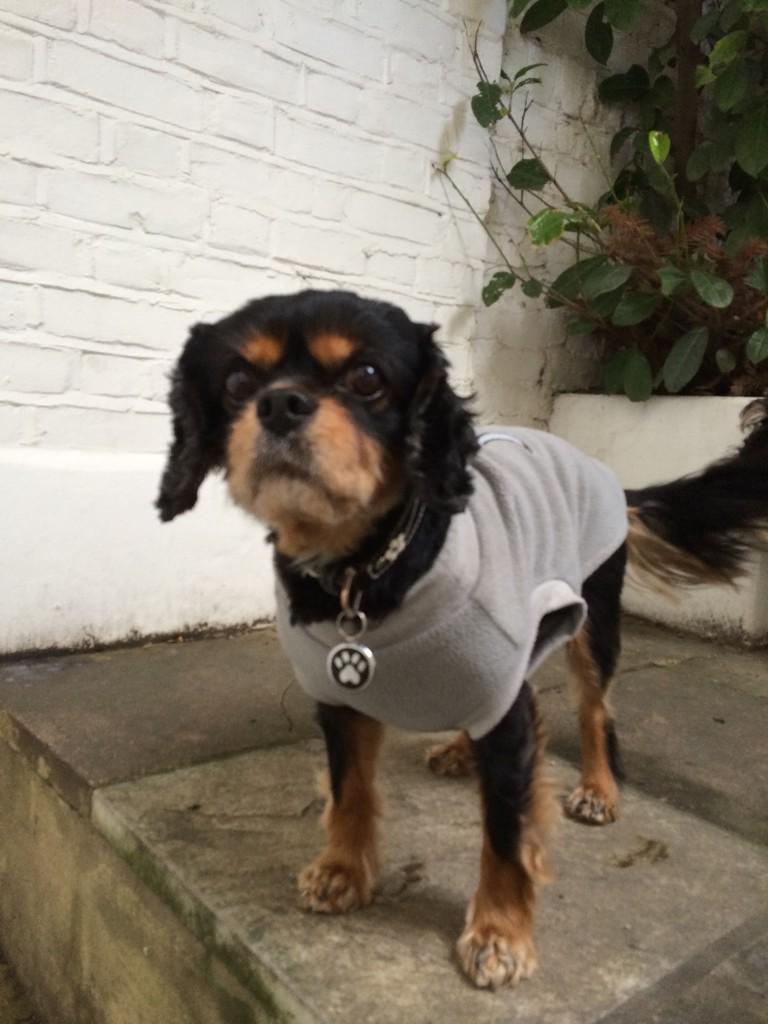 adorablemolly's tweet photo. What..its doggy sunday @HampsteadGaucho with @poshpoochescard and @oli23jo http://t.co/5aBvZhpyFI
