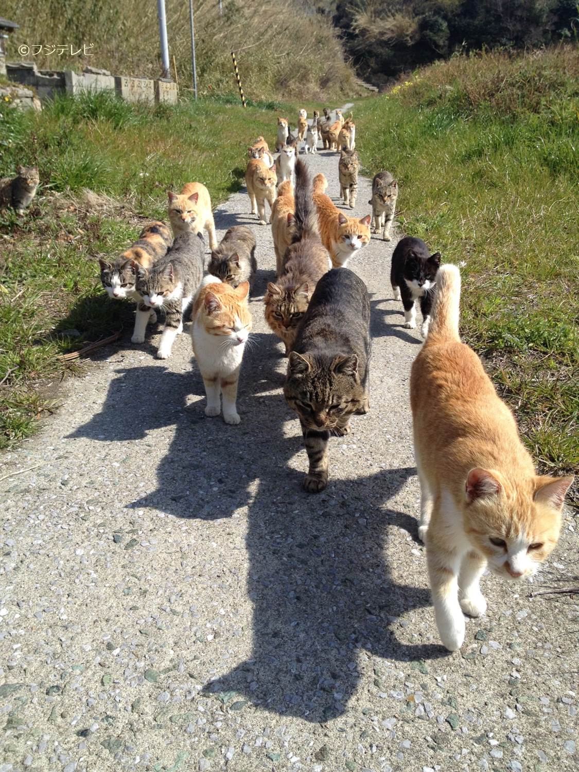 めざましテレビ にゃんこの大行列 かわいい ๑ ᴗ وあすは猫だらけの島 青島をココ調するよ みんな仲良くどこに向かってるんだろ めざましテレビ Http T Co Umgdi9ct4q Twitter