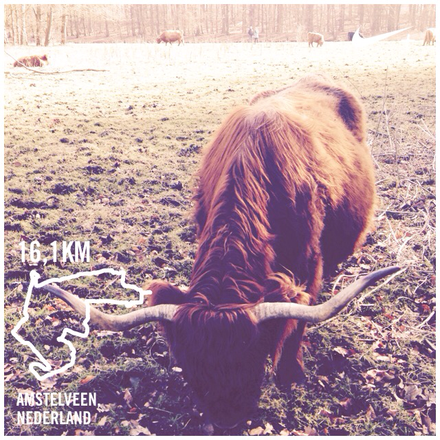 mirandavermeer's tweet image. Wild #amstelveen #schotsehooglanders #funtorun I just ran 16,1 km with Nike+. go.nike.com/5k2om7m #nikeplus