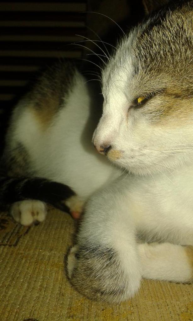 #mimi #hamil *Lagi&amp;lagi