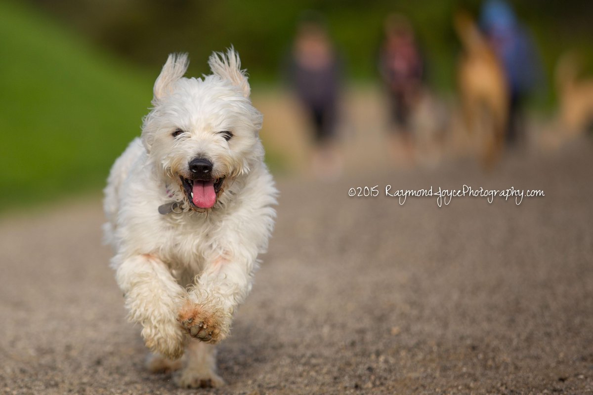 RJPSports's tweet photo. Here's Fluffy! #WestHighlandWhiteTerrier #Pet #DogWalking #PetPhotography #SantaMonicaMountains #SummittoSummit http://t.co/yltTRf8sOb