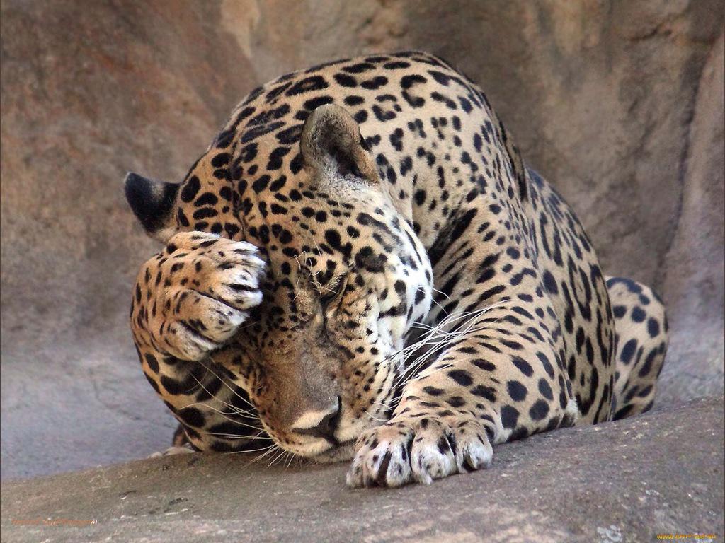 Knyaggna's tweet photo. Tomorrow is #Monday ....😺😸
#CatsOfTwitter http://t.co/8b4600wEdS