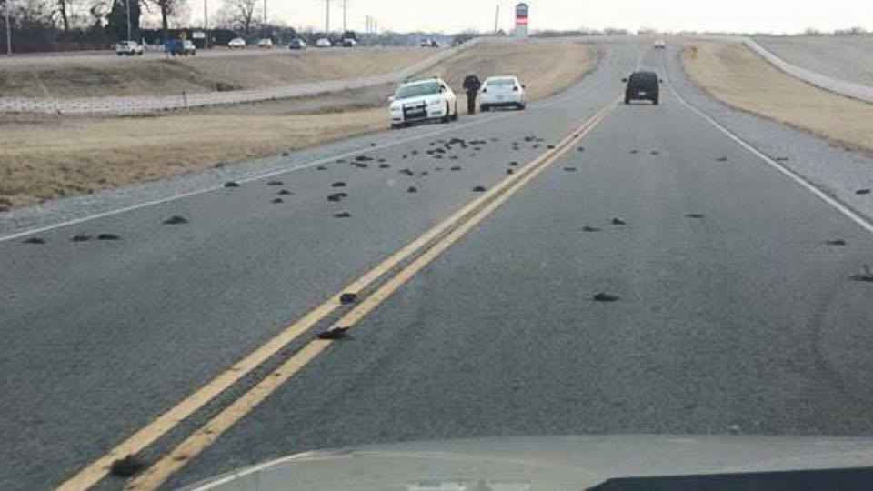 WhereIsTheBluee's tweet image. "@WKRN: ICYMI: #iReport2 Viewer spots large amount of deceased birds in Spring Hill on Highway 31 http://t.co/24JAvUZqyh" saw that shit