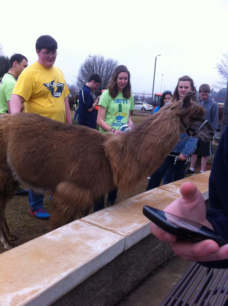 TeamRoboBibb's tweet image. The llamas have invaded GSC #omgrobots #llamallamallama