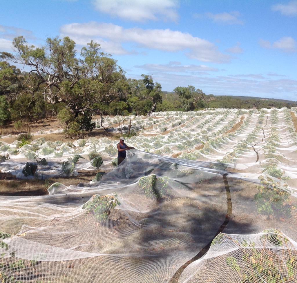 bob Mclean tweet media