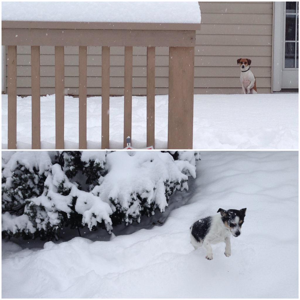 TheCandidPup's tweet photo. A tale of two dogs! It was the best of climes. It was the worst of climes. #winter #snow #dogs #pets http://t.co/D4NpxqxRE1