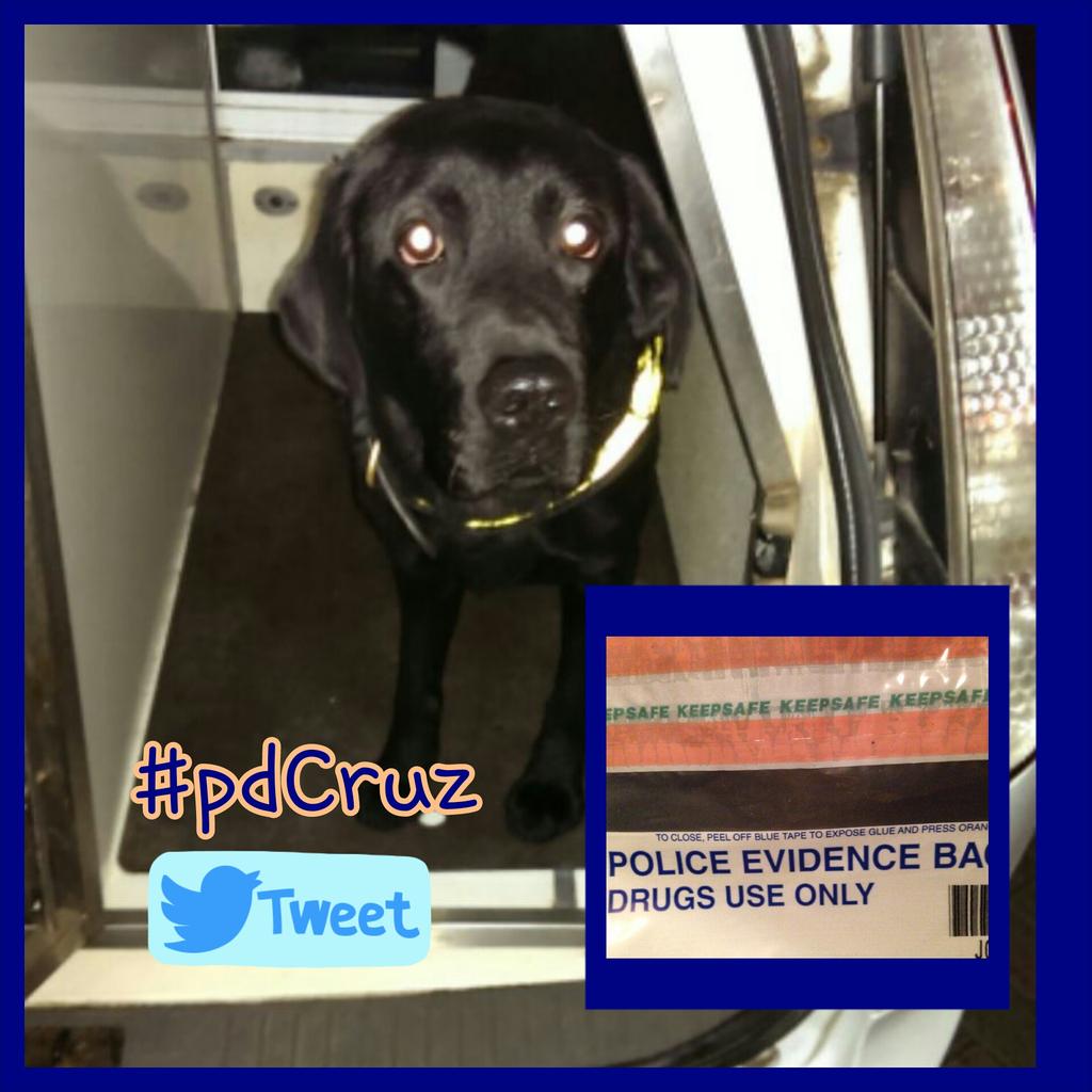 StaffsDogs's tweet photo. #pdCruz checked students @KeeleUniversity during event last night, several finds💊/positive action @KeeleUniPolice.🐾🐶 http://t.co/v669KCd9oF