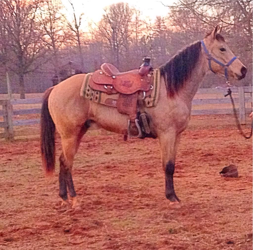 Atkins_Horses's tweet photo. First time HS Dun It Skipa has been saddled, getting him used to the saddle on his back and the stirrups flapping! http://t.co/jz2s5mkju4