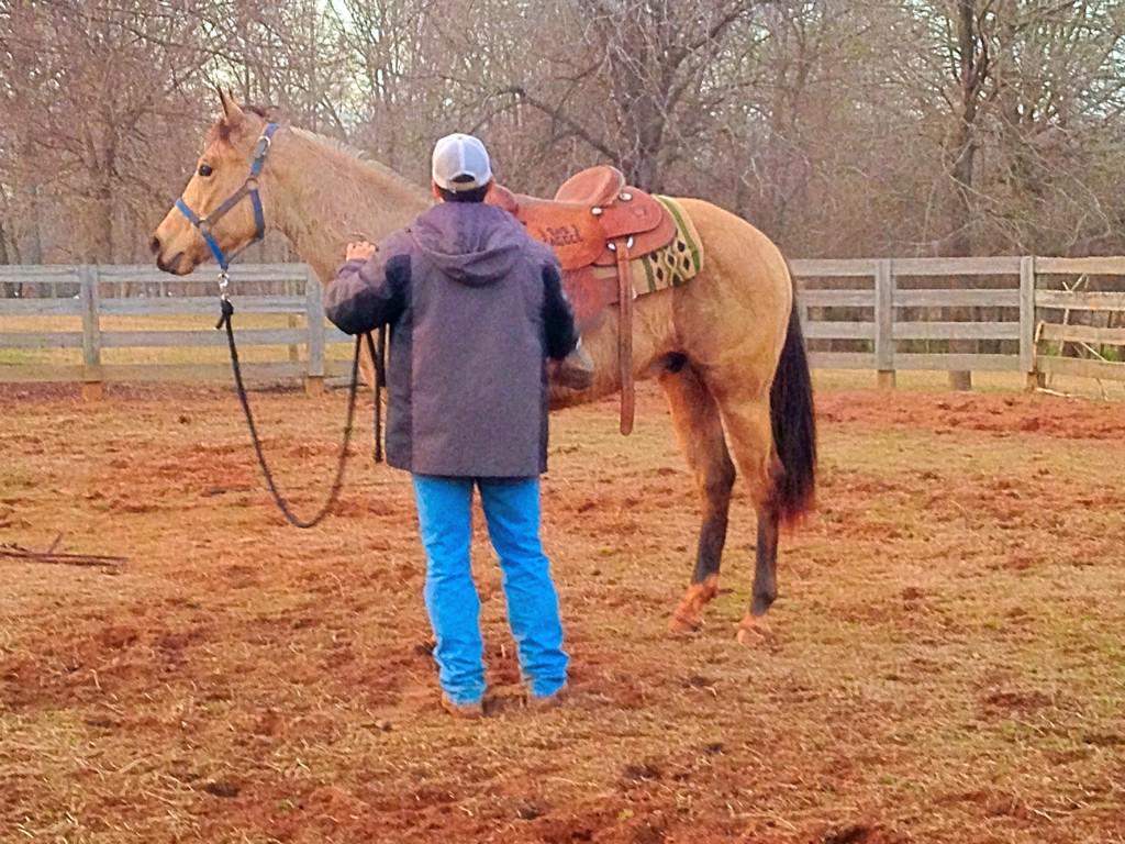 Atkins_Horses's tweet photo. First time HS Dun It Skipa has been saddled, getting him used to the saddle on his back and the stirrups flapping! http://t.co/jz2s5mkju4