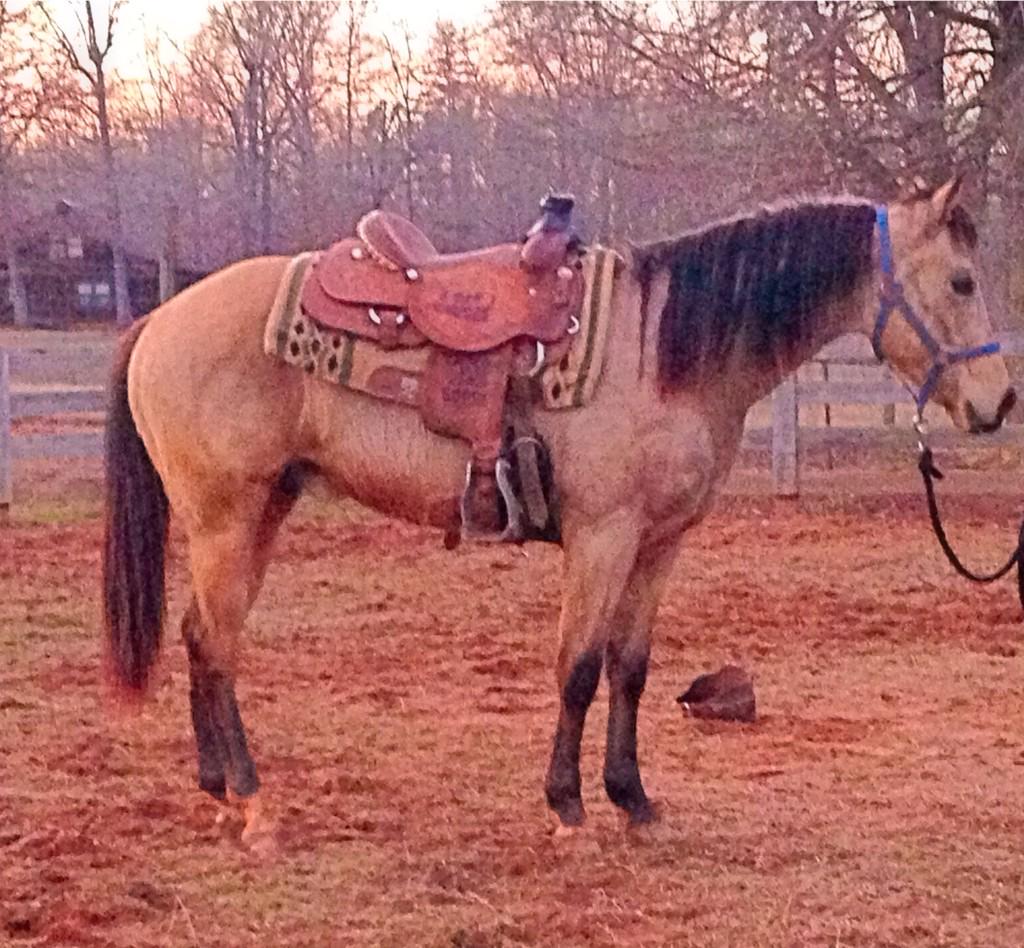 Atkins_Horses's tweet photo. First time HS Dun It Skipa has been saddled, getting him used to the saddle on his back and the stirrups flapping! http://t.co/jz2s5mkju4