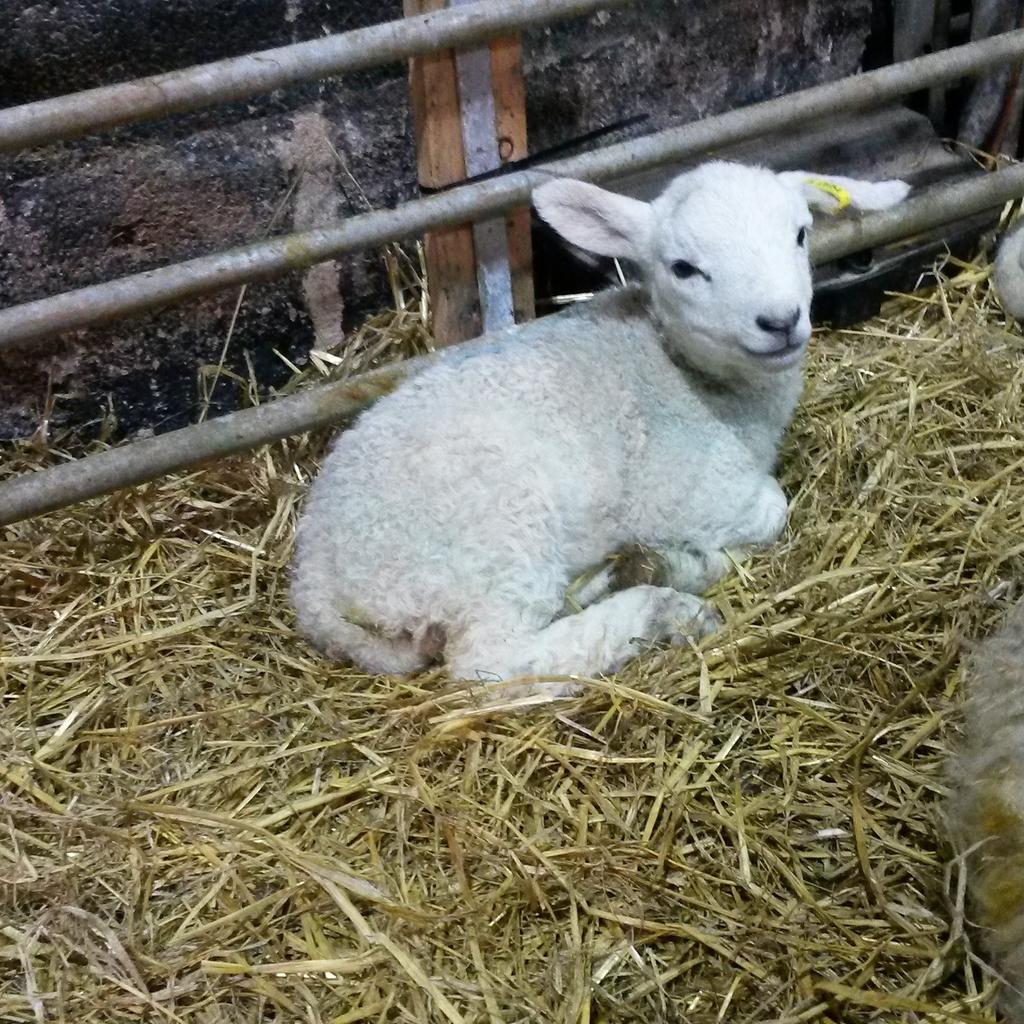UnemployedFarm's tweet image. That time of year again #lambing2015