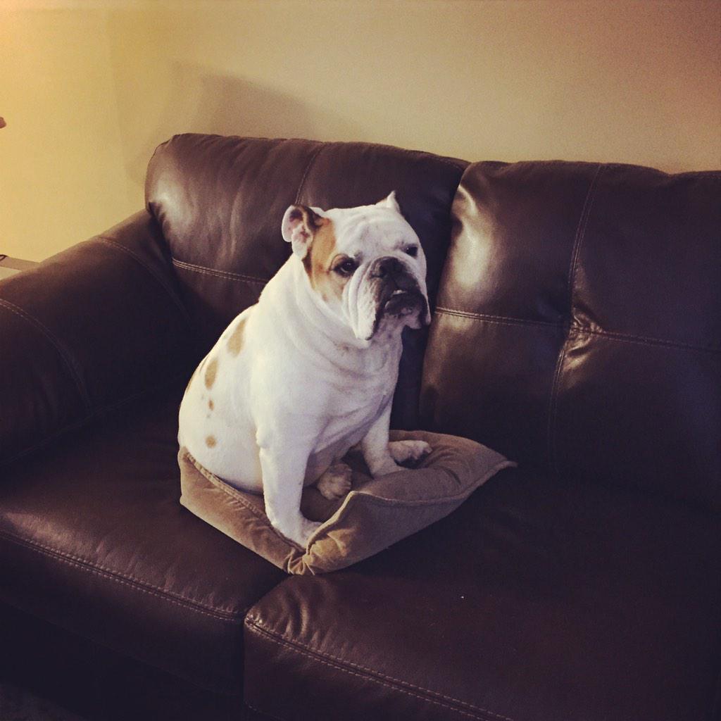 #Chauncey #bigdogsunday @AmyFreeze7