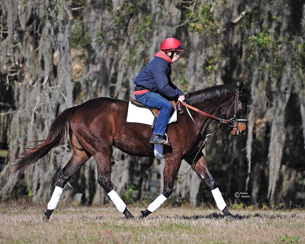 CuttingEdgeEqui's tweet image. Very quick MD bred 2yr old DEPUTY STORM filly 🏇 💨 #fastfastfast @MarylandTB @marylandracing @mdhorsemen @tlkracing