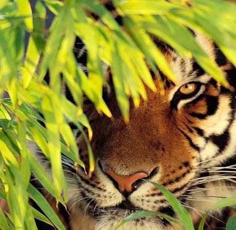 DavidHenaoModel's tweet photo. Gracias a que le pusiste mi #s pude conocer esta imagen tan  bella y contundente. Su mirada escaneó mi alma. Gracias🐾 http://t.co/NRD8YvMjlg