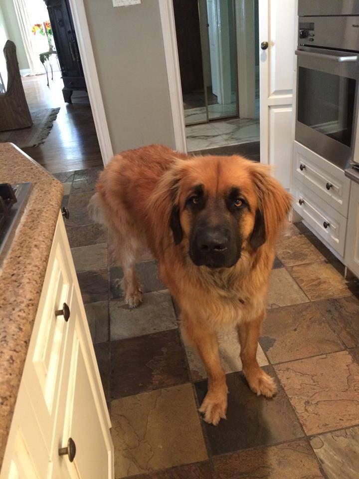 sharon1335's tweet photo. @MssHumane Pls rt #lostdogmississauga https://t.co/khlx07cOhy http://t.co/gFlpKJPGm3