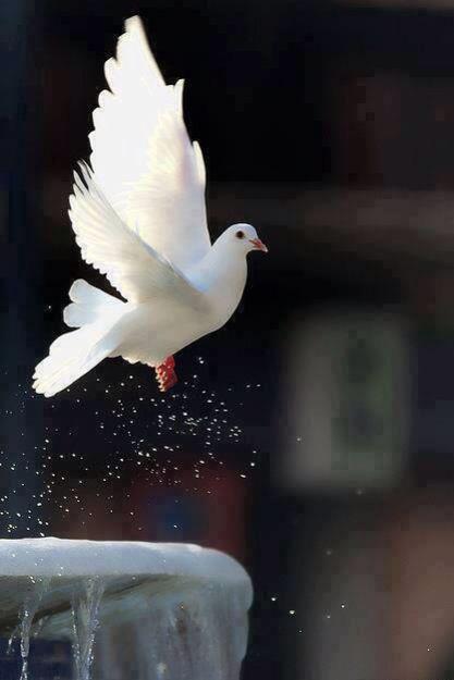guidedheart's tweet photo. Her wing was wounded, but still, she was able to soar.
#Quran #InfinitePerfection #LightUponLight http://t.co/kyeALKBZUS