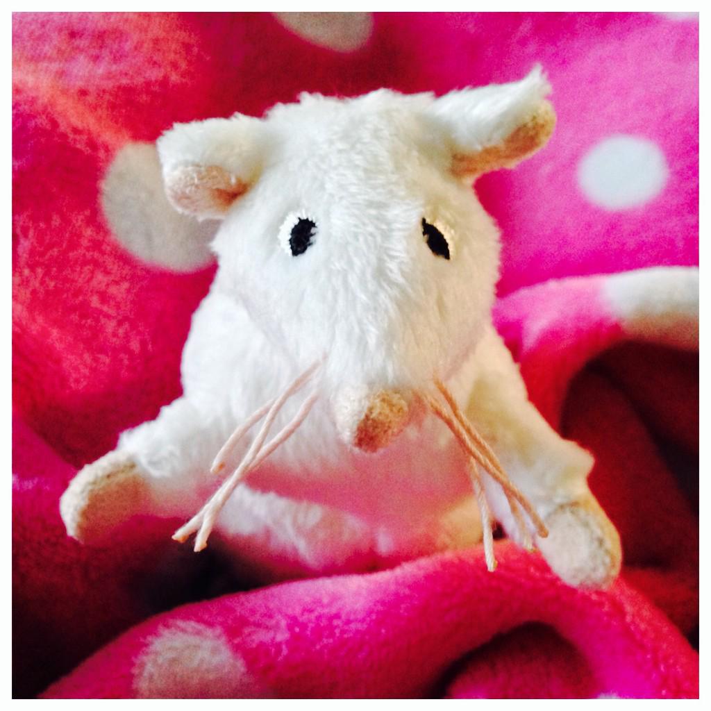 LittleBirdTC's tweet photo. Meet 'Martini' Mouse, she's a small character but with a very big appetite! Her favourite food is olives. 🐭 http://t.co/J4uUUz5VCG