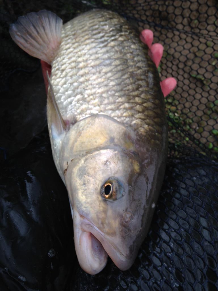 cwcstickers's tweet photo. My last Chub session of the season went well today #cheesepaste #mashedbread #middlesevern http://t.co/epLJRAv4WC