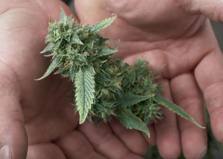 ThinkTankExile's tweet photo. #Cannabis Industry is Fastest Growing in the #UnitedStates - http://t.co/baJMrDiWxB http://t.co/Y0dlTbLGjt