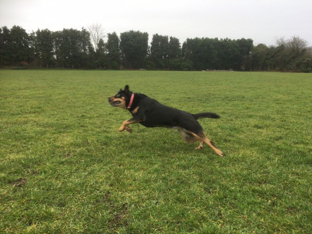 Wombourne Dog Walker tweet media
