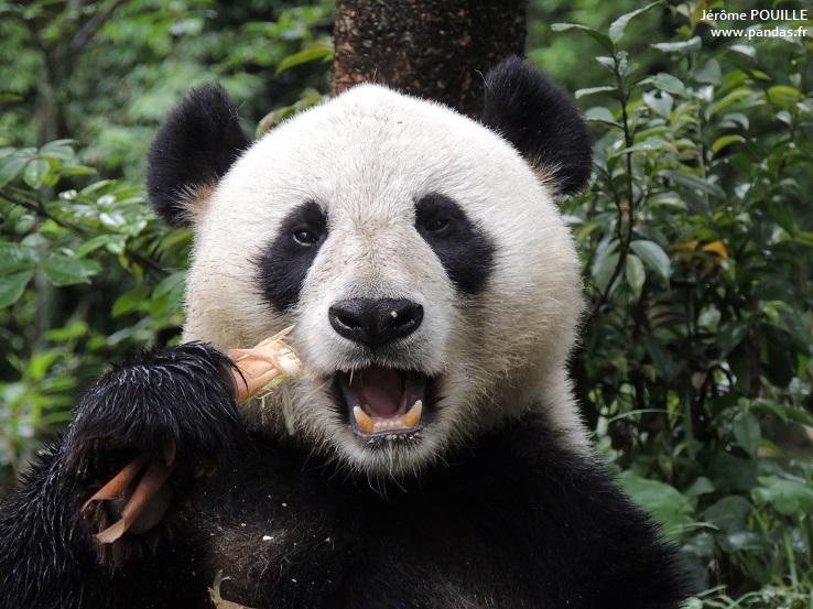 pandas_fr's tweet photo. 1 864 wild pandas according to the 4th census of giant pandas and their habitat http://t.co/rdx15Fxw6F #countpandas http://t.co/M3fXaLyrkL